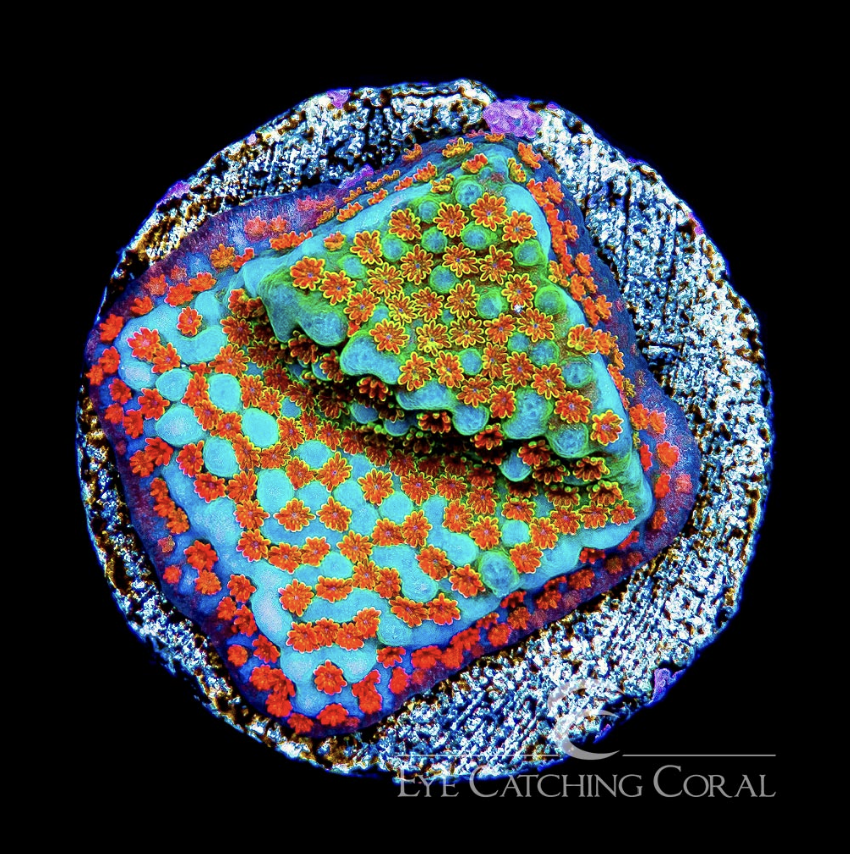 Aquaman Montipora Frag — HIGH TIDE AQUATICS